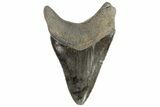 Serrated, Fossil Megalodon Tooth - Georgia #78213-2